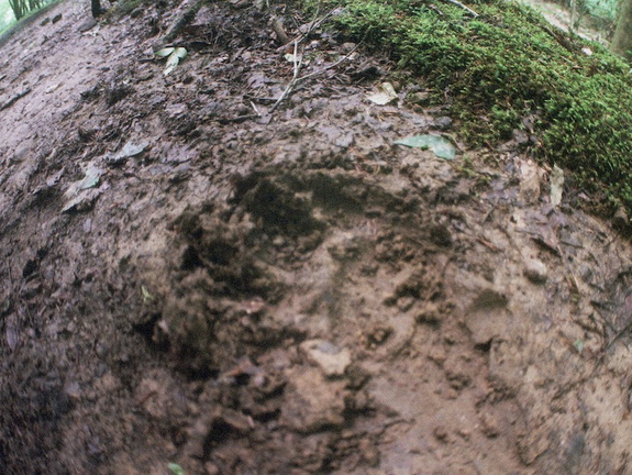 Bear in Big South Fork country